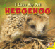 Hedgehog