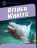 Beluga Whales (21st Century Skills Library: Exploring Our Oceans)