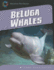 Beluga Whales (21st Century Skills Library: Exploring Our Oceans)