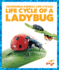 Life Cycle of a Ladybug (Pogo Books: Incredible Animal Life Cycles)