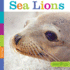 Seedlings: Sea Lions