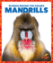 Mandrills