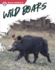 Wild Boars (Wild Animals)