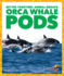 Orca Whale Pods (Better Together: Animal Groups)