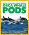 Orca Whale Pods (Pogo: Better Together: Animal Groups)