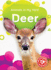 Deer (Animals in My Yard)
