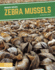 Invasive Species: Zebra Mussels