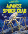 Japanese Spider Crab