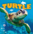 Turtle (Wild Planet)