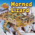 Horned Lizard