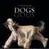 Dogs / Gods: Gods