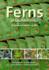 Ferns of Southern Africa: a Comprehensive Guide (Pvc)