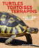 Turtles, Tortoises and Terrapins: a Natural History