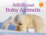 Adult and Baby Animals: English Edition (Nunavummi Reading Series)
