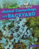 Animal Camouflage in a Backyard Format: Library Bound