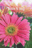 Notes N Stuff: Beautiful Colorful Pink Gerber Daisy Flower 6" X 9" Blank Lined Writing Notebook Journal, 110 Pages