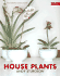 House Plants