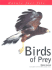 Birds of Prey (Nature Fact Files)