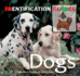 Dogs (Identification Guides)