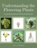 Understanding the Flowering Plants: a Practical Guide for Botanical Illustrators