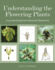 Understanding the Flowering Plants: A Practical Guide for Botanical Illustrators