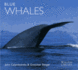 Blue Whales