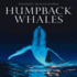 Humpback Whales (Wildlife Monographs)