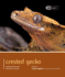 Crested Gecko-Pet Expert: Understanding and Caring for Your Pet
