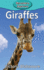 Giraffes