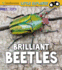 Brilliant Beetles: a 4d Book (Little Entomologist 4d) (Smithsonian Little Explorer)