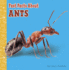 Fast Facts About Ants (Paperback Or Softback)