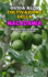Guida Alla Coltivazione Della Macadamia: Impara Come Coltivare Le Noci Di Macadamia (Italian Edition)