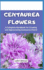 Centaurea Flowers: A Complete Handbook for Growing and Appreciating Centaurea Charm
