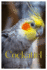 Cockatiel Handbook: Unlock the joy of Cockatiel companionship: care, training, and enrichment tips.