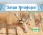 Saiga Antelope