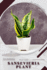 Sansevieria Plant