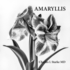 Amaryllis: a Photographic Study of a Flower-a Memory of Life