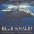 Have You Ever Seen A Blue Whale? Animal Book Age 4 Children's Animal Books