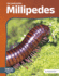 Millipedes