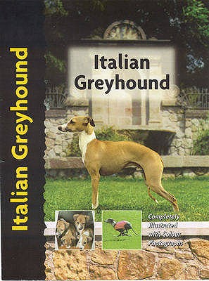 Italian Greyhound - Mazzanti, Dino