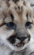 Journal: Cute Mountain Lion Cub