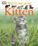 Kitten