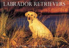 Labrador Retrievers Postcard Book