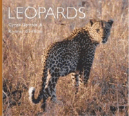 Leopards