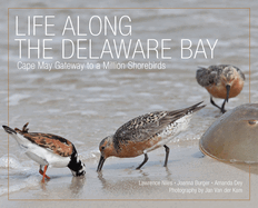 Life Along the Delaware Bay: Cape May, Gateway to a Million Shorebirds