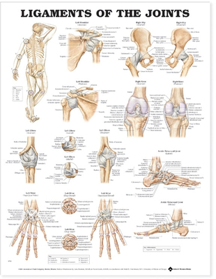 Ligaments of the Joints Anatomical Chart - Anatomical Chart Company (Prepared for publication by)