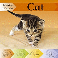 Looking at Lifecycles: Cat