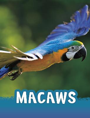 Macaws - Jaycox, Jaclyn