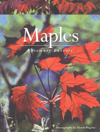 Maples