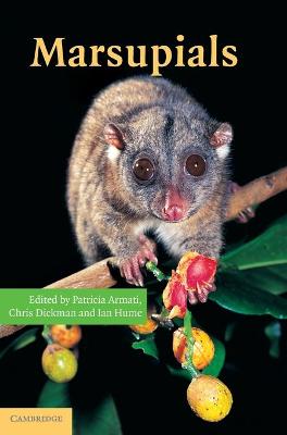 Marsupials - Armati, Patricia J (Editor), and Dickman, Chris R (Editor), and Hume, Ian D (Editor)